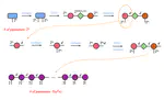 Tensor network and the entanglment of purification